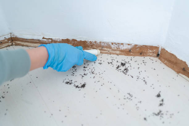 Best Rat Extermination Near Me  in Greenacres, CA